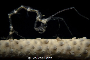 Skeleton shrimp by Volker Lonz 